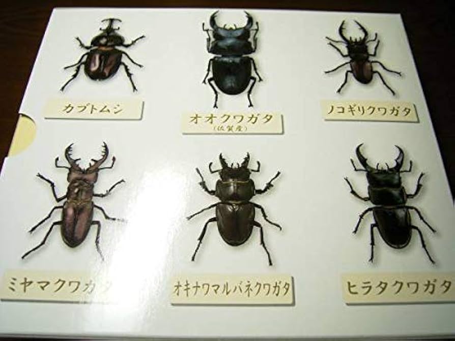 41UO+WMsSUL._UF894,1000_QL80_.jpg